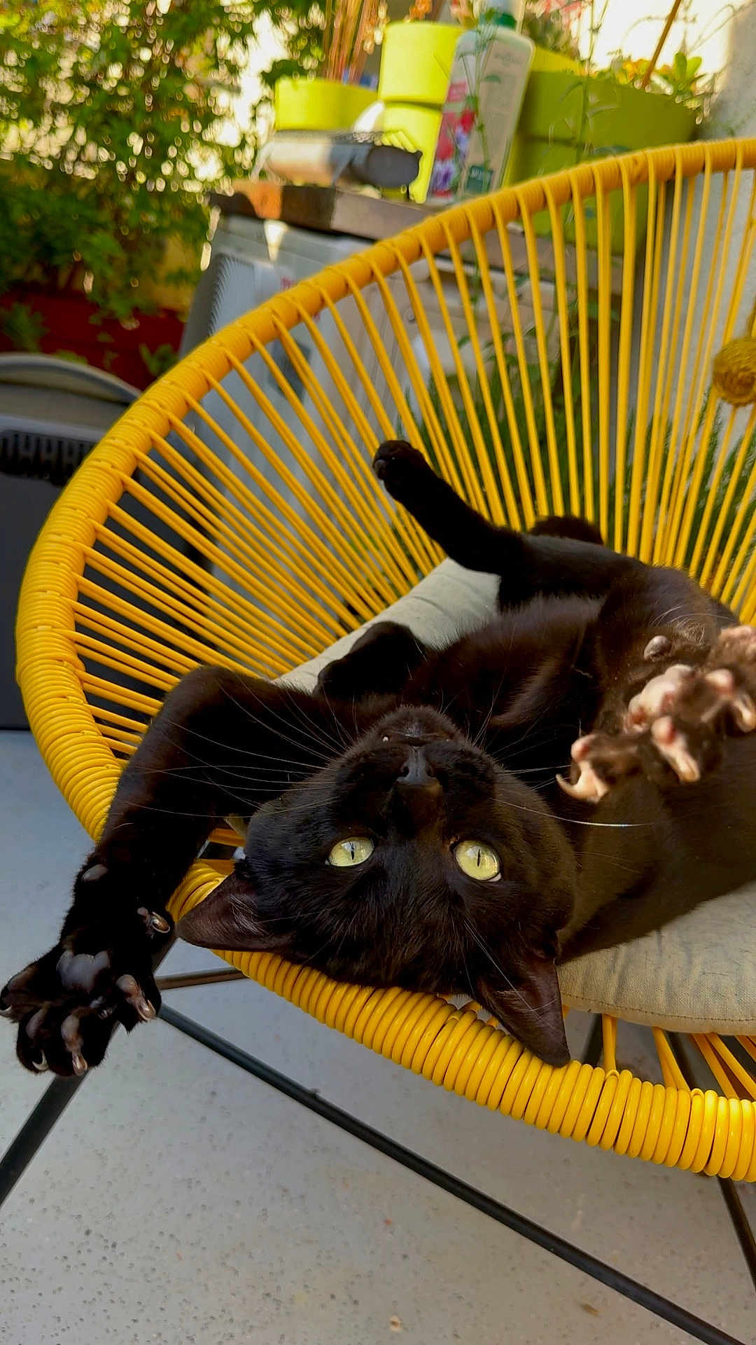 Vito