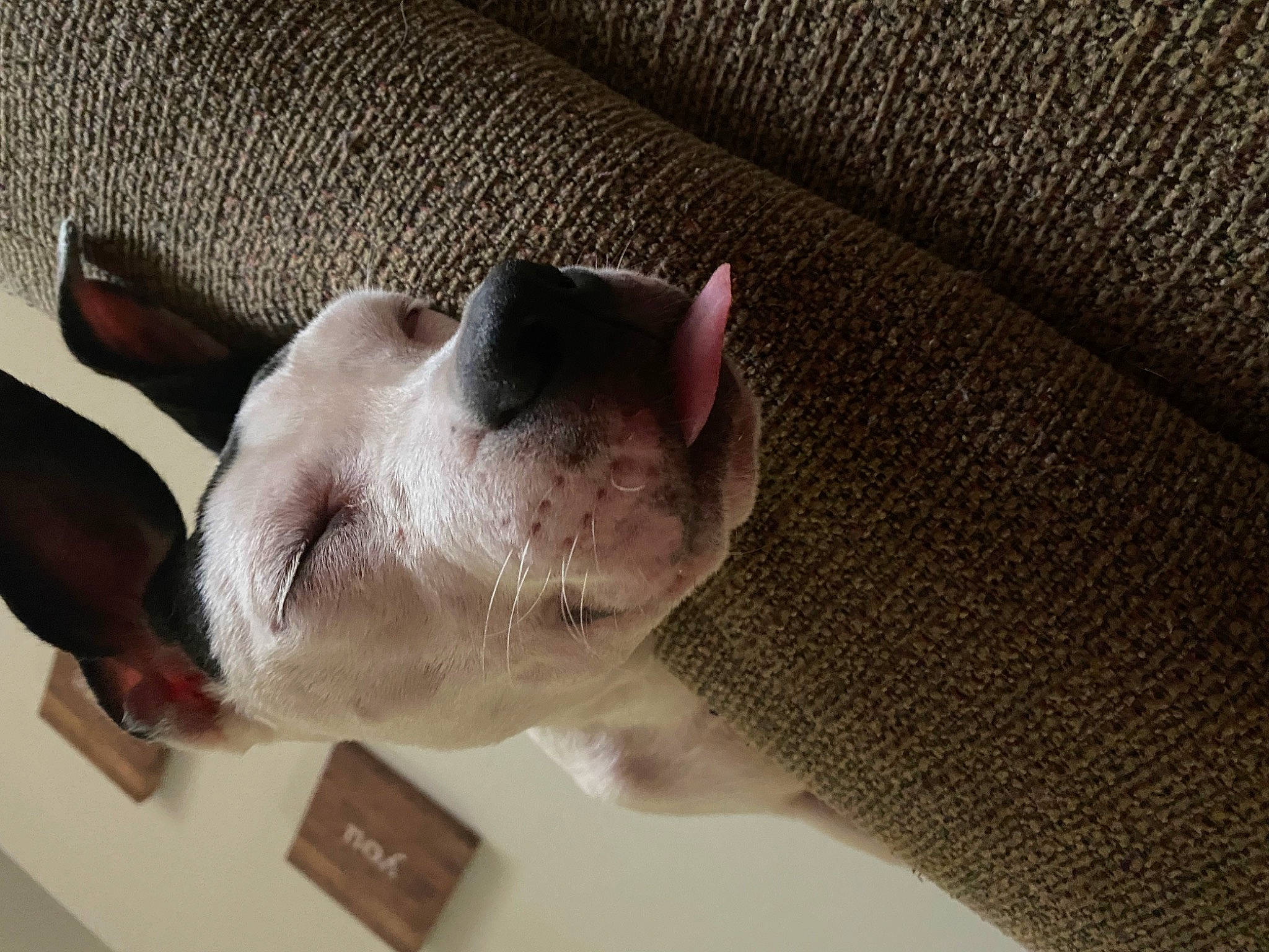 Ares is registered to the contest to win money with this photo: canidae, carnivore, comfort, companion_dog, dog, dog_breed, ear, fawn, foot, fur, gesture, human_leg, non_sporting_group, paw, snout, sporting_group, tail, whiskers, wood, working_animal