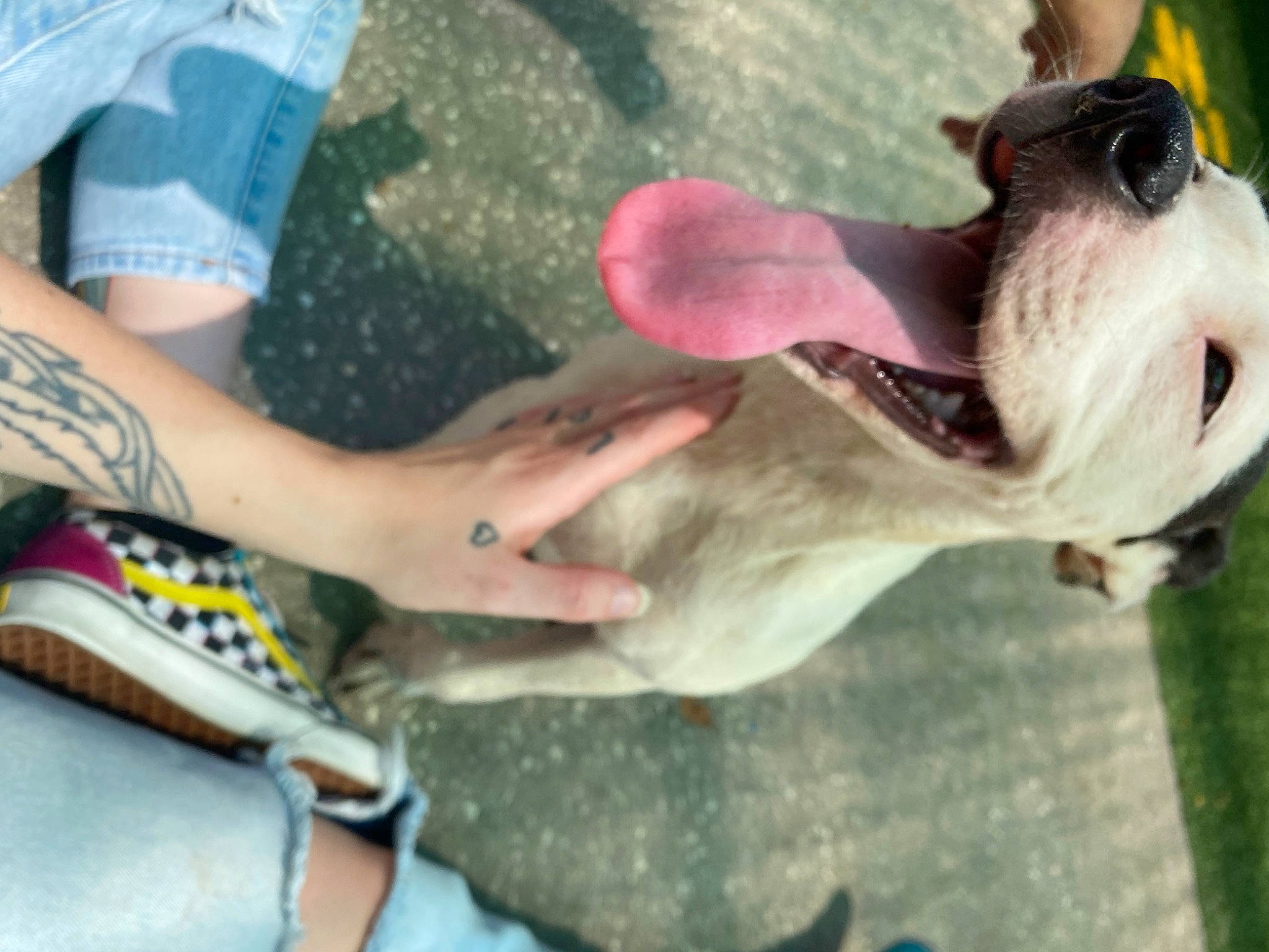 Ares is registered to the contest to win money with this photo: canidae, companion_dog, dairy_cow, dog, dog_breed, fawn, fun, grass, leisure, plant, recreation, sporting_group, tail