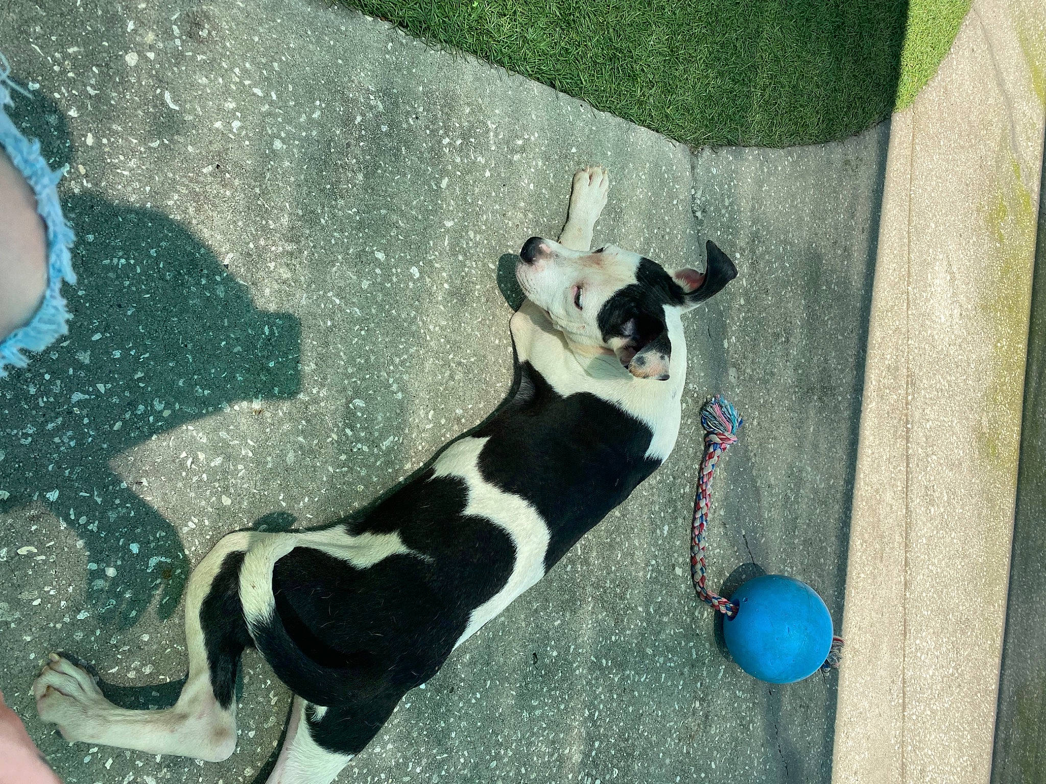 Ares is registered to the contest to win money with this photo: art, ball, carnivore, companion_dog, dog, dog_breed, dog_supply, fawn, felidae, foot, green, human_leg, leisure, line, small_to_medium_sized_cats, snout, tail, thigh, tints_and_shades, whiskers