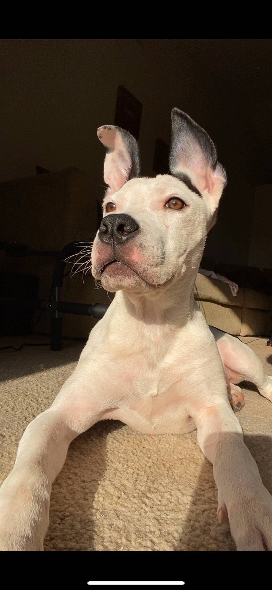 Ares is registered to the contest to win money with this photo: ancient_dog_breeds, canidae, carnivore, collar, companion_dog, cordoba_fighting_dog, dog, dog_breed, dog_collar, ear, fawn, jaw, non_sporting_group, old_english_terrier, snout, sporting_group, tail, terrestrial_animal, whiskers, working_animal