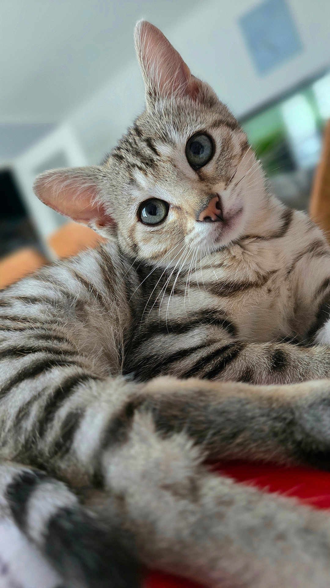 Romy a rejoint le concours — aidez-le/la à gagner de superbes lots ! cat, tabby, close_up, indoor, pet, feline, fur, whiskers, green_eyes, curious, relaxed, animal, mammal, striped, laying_down, portrait, domestic_cat, cute, soft_light, background_blur