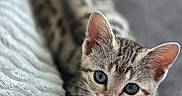 Romy a rejoint le concours — aidez-le/la à gagner de superbes lots ! animal, blue_eyes, cat, close_up, cute, domestic_animal, ears, feline, fur, gray_background, indoor, kitten, lying_down, pet, portrait, soft_texture, tabby, towel, whiskers, young