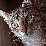 Romy a rejoint le concours — aidez-le/la à gagner de superbes lots ! alert, animal, brown_and_white, cat, close_up, curious, detailed, face, feline, fur, green_eyes, indoors, macro_photography, pet, pink_nose, portrait, sharp_focus, striped_fur, tabby, whiskers