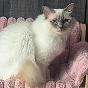 Murphy participe au concours pour gagner de l'argent avec cette photo : animal, blue_eyes, cat, chair, close_up, cream_fur, ears, fluffy, furniture, gray_markings, home, indoors, long_hair, pet, pink, plush, portrait, sitting, soft_texture, whiskers