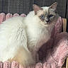 animal, blue_eyes, cat, chair, close_up, cream_fur, ears, fluffy, furniture, gray_markings, home, indoors, long_hair, pet, pink, plush, portrait, sitting, soft_texture, whiskers