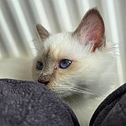 Murphy participe au concours pour gagner de l'argent avec cette photo : cat, blue_eyes, white_fur, close_up, blanket, soft_texture, pet, animal, cozy, indoor, fur, whiskers, ears, cute, portrait, mammal, resting, feline, domestic_cat, relaxed