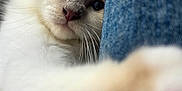 Murphy participe au concours pour gagner de l'argent avec cette photo : cat, blue_eyes, white_fur, paw, close_up, denim, soft_focus, pet, animal, feline, whiskers, cute, indoor, fur, claw, curious, playing, domestic_cat, portrait, touching