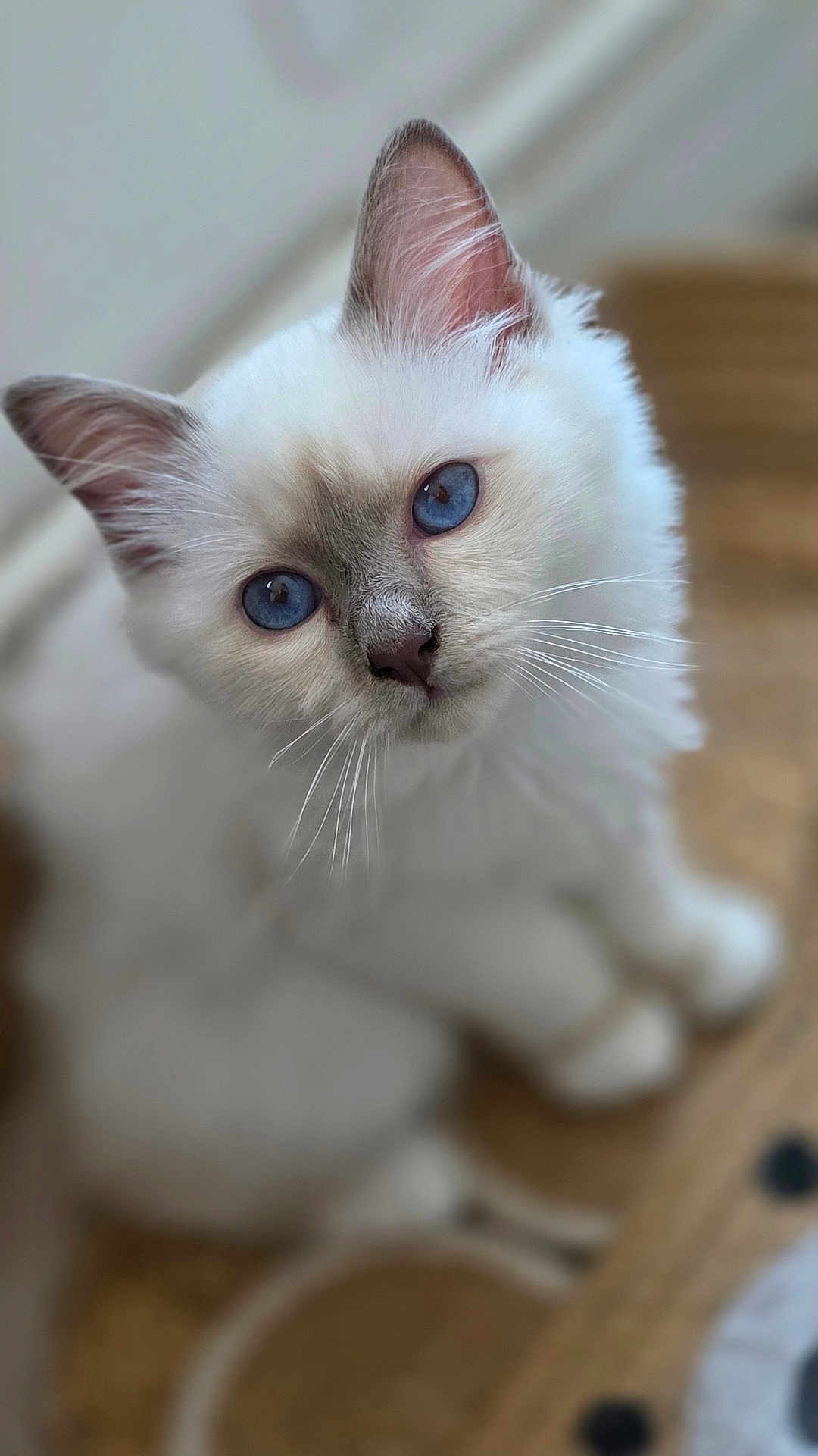 Murphy a rejoint le concours — aidez-le/la à gagner de superbes lots ! kitten, cat, blue_eyes, white_fur, fluffy, whiskers, pet, animal, cute, curious, sitting, close_up, portrait, feline, indoor, soft_light, background_blur, young, small, adorable