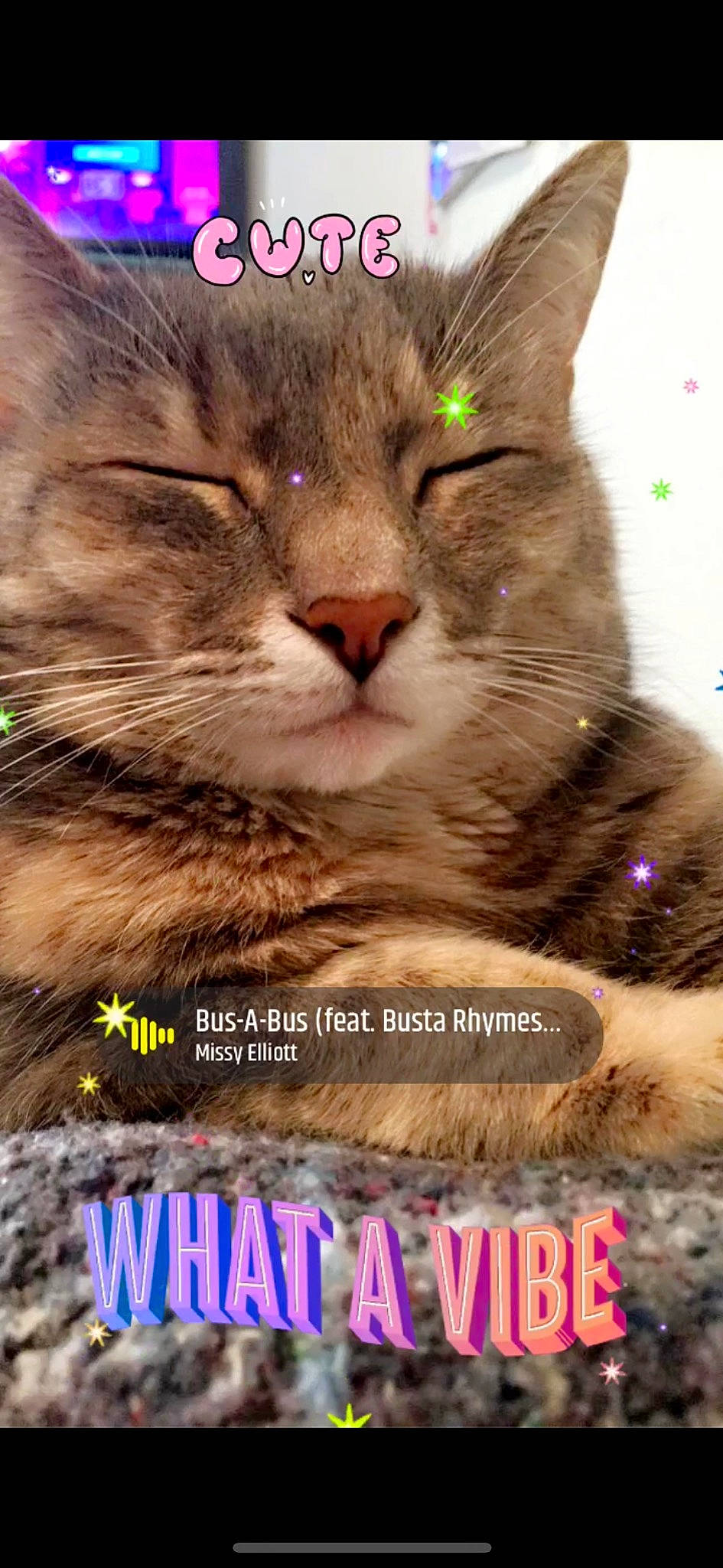 Missy Elliott is registered to the contest to win money with this photo: adaptation, beauty, carnivore, cat, domestic_short_haired_cat, event, felidae, font, fur, gesture, happy, internet_meme, light, organism, paw, photo_caption, photography, small_to_medium_sized_cats, whiskers, wildlife