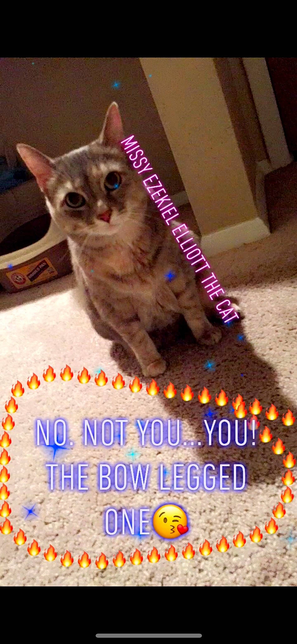 Missy Elliott is registered to the contest to win money with this photo: advertising, carnivore, cat, cat_supply, event, felidae, font, fur, happy, internet_meme, magenta, paw, pet_supply, photo_caption, small_to_medium_sized_cats, tail, whiskers