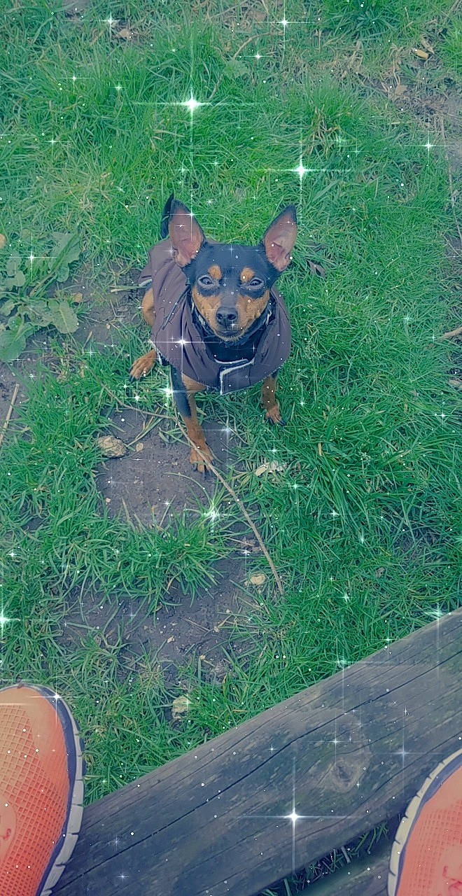 Lili participe au concours pour gagner de l'argent avec cette photo : canidae, carnivore, dog, dog_breed, fawn, german_pinscher, grass, mammal, miniature_pinscher, pinscher, prazsky_krysarik, working_dog