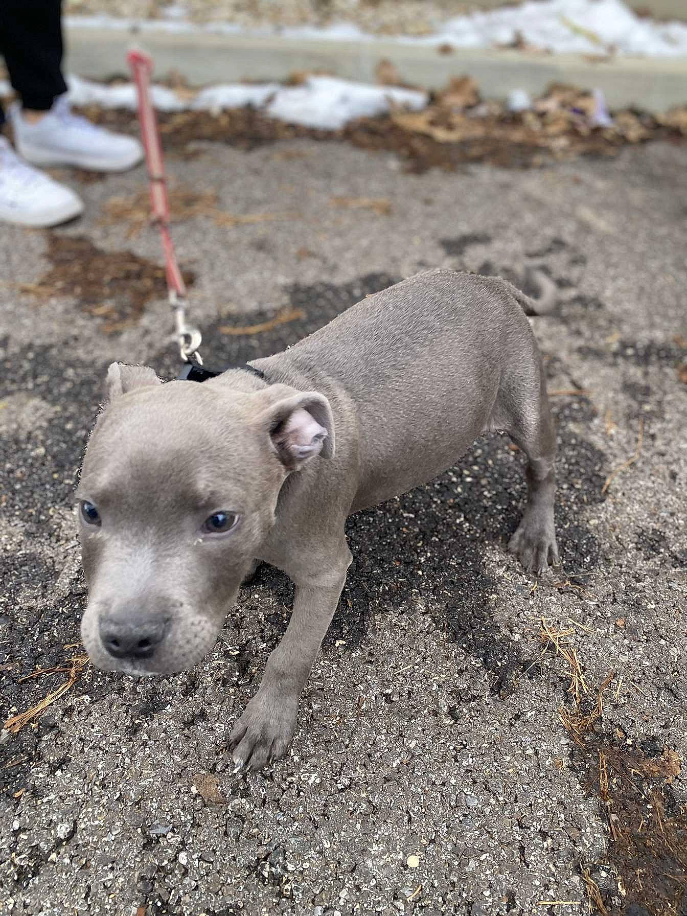 Uzi participe au concours pour gagner de l'argent avec cette photo : carnivore, collar, companion_dog, dog, dog_breed, non_sporting_group, road_surface, soil, tail, terrestrial_animal, working_animal