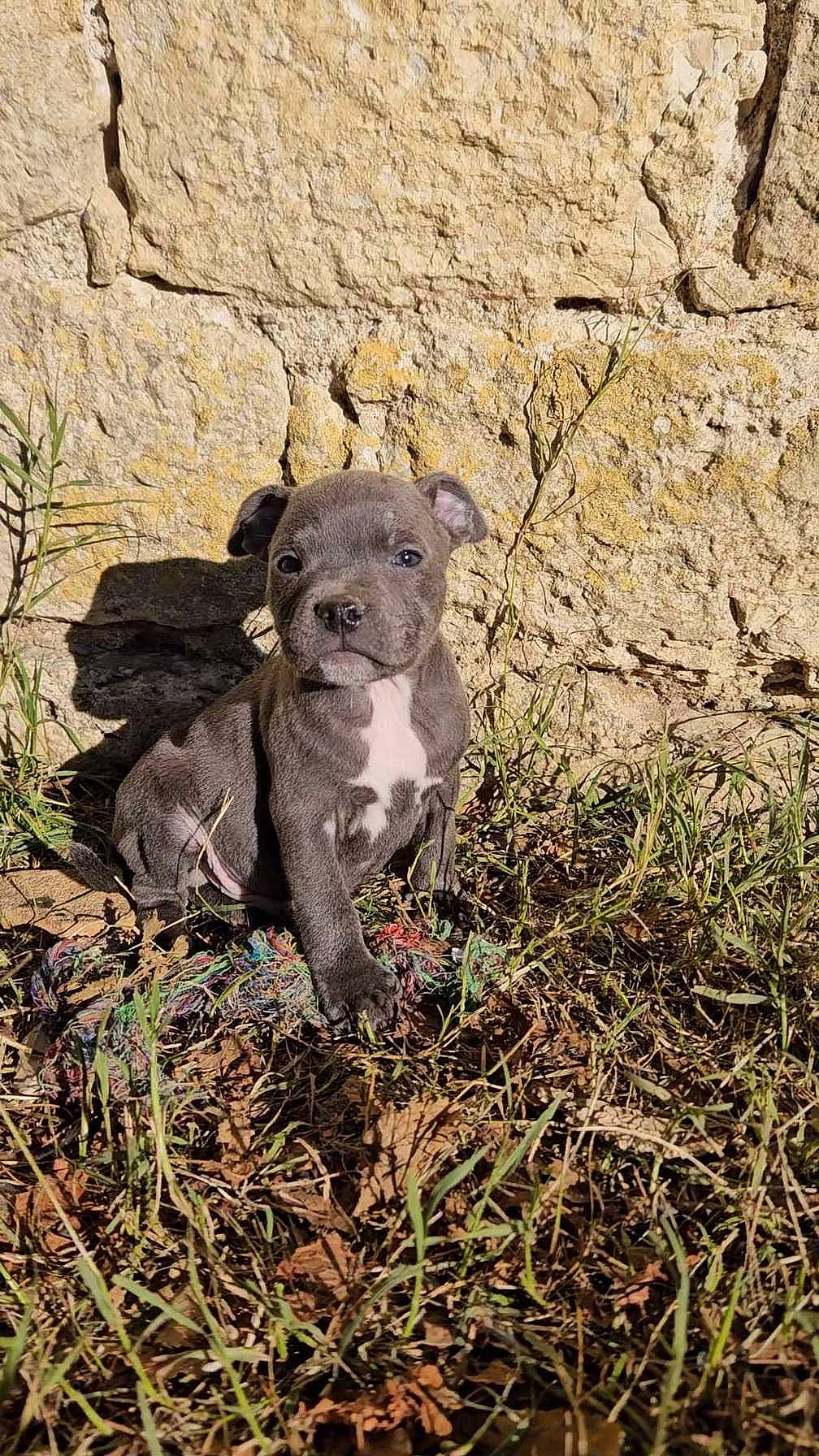 Uzi a rejoint le concours — aidez-le/la à gagner de superbes lots ! canidae, carnivore, companion_dog, dog, dog_breed, fawn, felidae, fur, grass, groundcover, plant, rock, snout, soil, sporting_group, tail, terrestrial_animal, whiskers, wildlife, working_animal