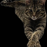 Stretch joined the competition — help win amazing prizes! alert, animal, black_background, cat, claws, close_up, cute, domestic_animal, ears, feline, fur, mammal, paws, pet, portrait, relaxed, stretching, striped, tabby, whiskers