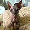 sphynx_cat, cat, pet, indoor, close_up, curious, wide_eyes, large_ears, hairless, blanket, bedroom, furniture, cozy, animal, mammal, domestic_animal, portrait, looking_at_camera, soft_lighting, background_blur