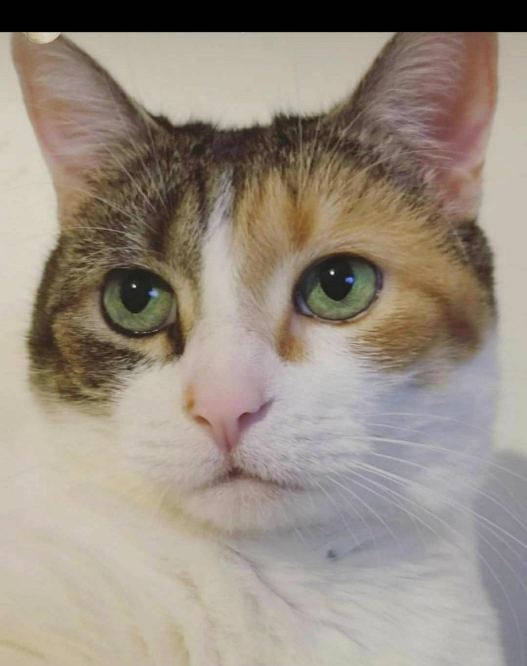 Dolce joined the competition — help win amazing prizes! carnivore, cat, domestic_short_haired_cat, ear, eye, felidae, fur, small_to_medium_sized_cats, snout, terrestrial_animal, whiskers