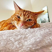 Ollie joined the competition — help win amazing prizes! cat, orange_tabby, pet, animal, sleepy, relaxed, fluffy_blanket, indoor, cozy, close_up, feline, whiskers, pink_nose, ears, soft_light, bedroom, cute, resting, domestic_cat, portrait