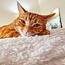 cat, orange_tabby, pet, animal, sleepy, relaxed, fluffy_blanket, indoor, cozy, close_up, feline, whiskers, pink_nose, ears, soft_light, bedroom, cute, resting, domestic_cat, portrait