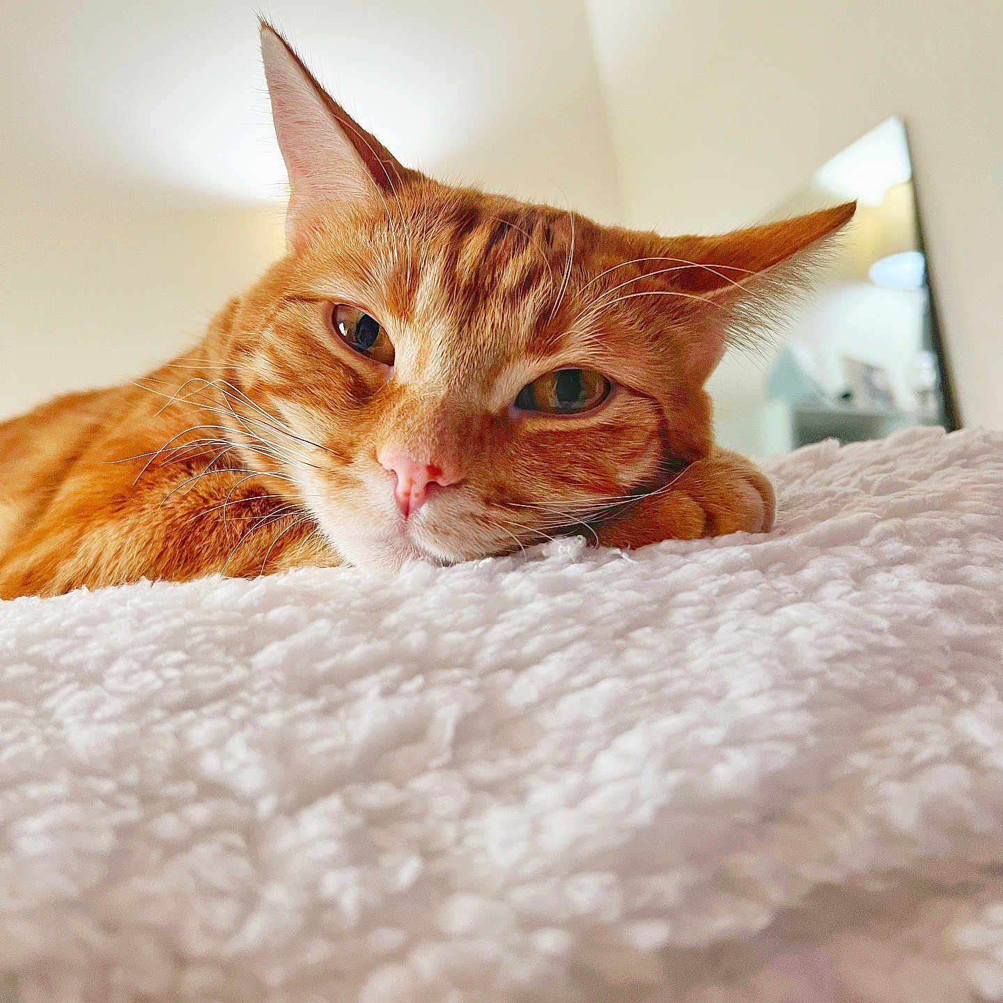 Ollie
