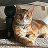Ollie joined the competition — help win amazing prizes! cat, orange_tabby, pet, indoor, carpet, furniture, collar, bell, tag, relaxed, curious, whiskers, paws, closeup, animal, mammal, cute, domestic_cat, resting, soft_light