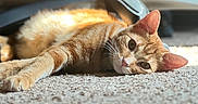 Ollie joined the competition — help win amazing prizes! cat, orange_tabby, carpet, sunlight, indoor, relaxed, pet, feline, animal, laying_down, whiskers, ears, floor, domestic, closeup, resting, home, furniture, blurred_background, curious