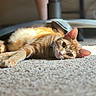 cat, orange_tabby, carpet, sunlight, indoor, relaxed, pet, feline, animal, laying_down, whiskers, ears, floor, domestic, closeup, resting, home, furniture, blurred_background, curious
