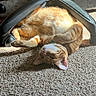 Ollie joined the competition — help win amazing prizes! cat, ginger_cat, tabby, pet, animal, indoor, carpet, office_chair, sunlight, relaxed, cute, fur, paw, collar, home, cozy, resting, shadow, floor, playful