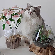 Bébé a rejoint le concours — aidez-le/la à gagner de superbes lots ! cat, fluffy, white_cat, gray_cat, plant, decor, table, indoor, curious, pet, feline, green_leaves, pink_leaves, glass_vase, wood, nature, domestic_animal, cute, sitting, home