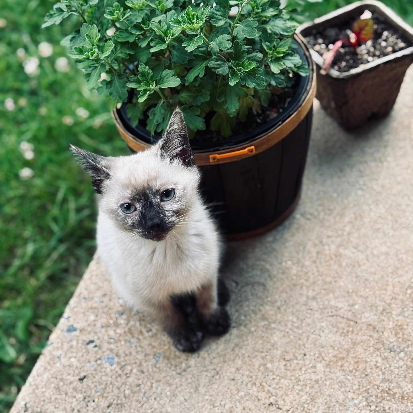 Nala
