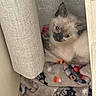 Nala is registered to the contest to win money with this photo: kitten, cat, siamese, furniture, blanket, cozy, indoor, curious, pet, animal, fur, cute, resting, small, young, eyes, ears, wood_floor, fabric, home