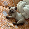 kitten, cat, siamese, pet, animal, cute, feline, indoor, blanket, smiley_faces, plush_pillow, cozy, resting, young_animal, fur, paw, small, soft, comfort, relaxed