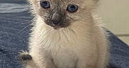 Nala is registered to the contest to win money with this photo: animal, bed, blanket, blue_eyes, cat, cute, domestic, ears, feline, fur, indoor, kitten, pet, portrait, siamese, sitting, small, soft, whiskers, young
