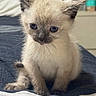Nala is registered to the contest to win money with this photo: kitten, cat, siamese, blue_eyes, fur, ears, pet, animal, sitting, bed, blanket, indoor, cute, young, whiskers, small, feline, domestic, soft, portrait
