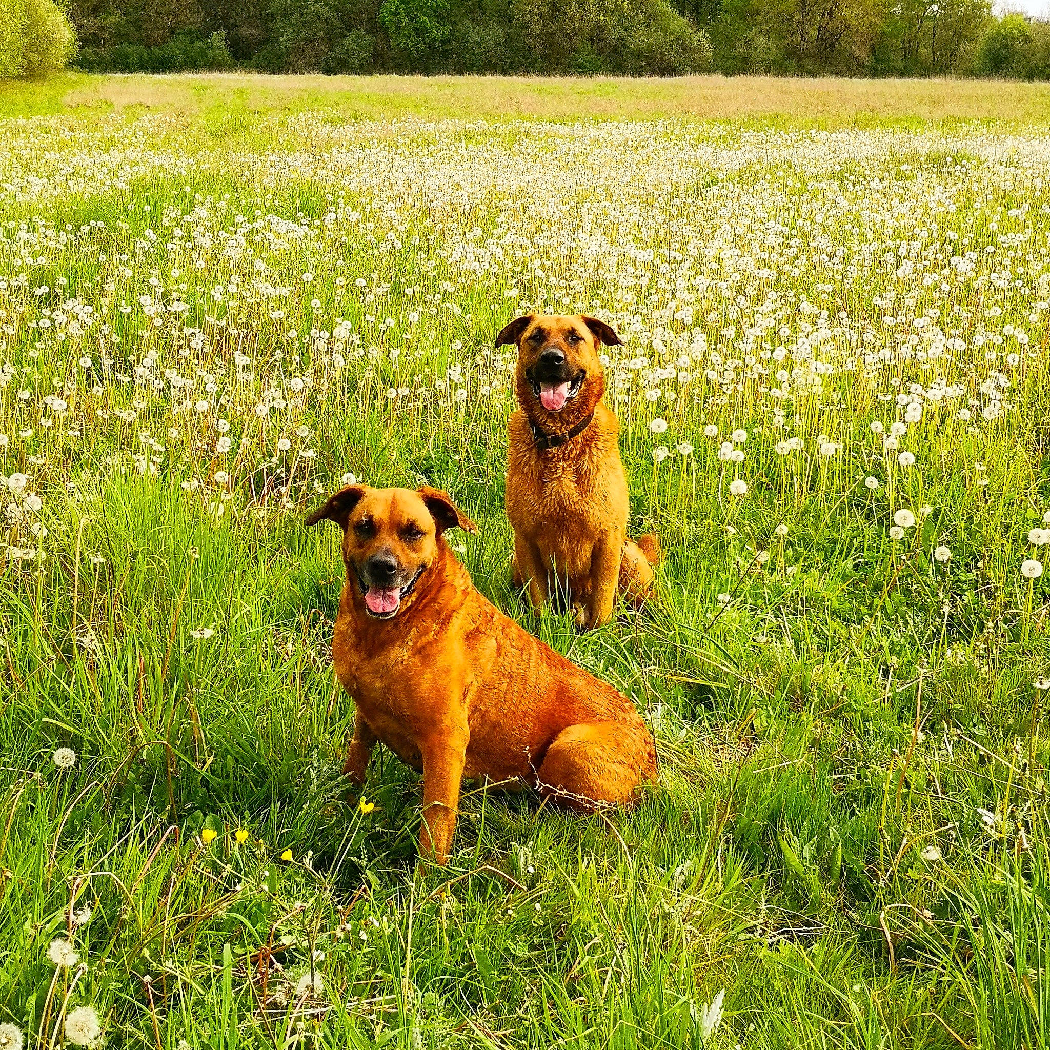 Marley participe au concours pour gagner de l'argent avec cette photo : canidae, carnivore, companion_dog, dog, dog_breed, flower, golden_retriever, grass, hound, mammal, meadow, norfolk_terrier, nova_scotia_duck_tolling_retriever, plant, rhodesian_ridgeback, sporting_group, styrian_coarse_haired_hound, vertebrate, wildflower, working_dog