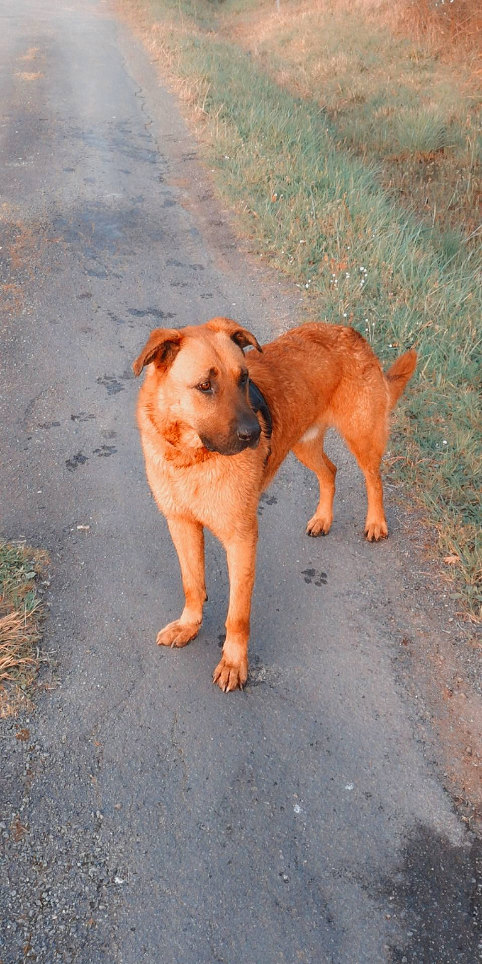 Marley a rejoint le concours — aidez-le/la à gagner de superbes lots ! canidae, carnivore, companion_dog, dog, dog_breed, fawn, mammal, sporting_group, street_dog, tail