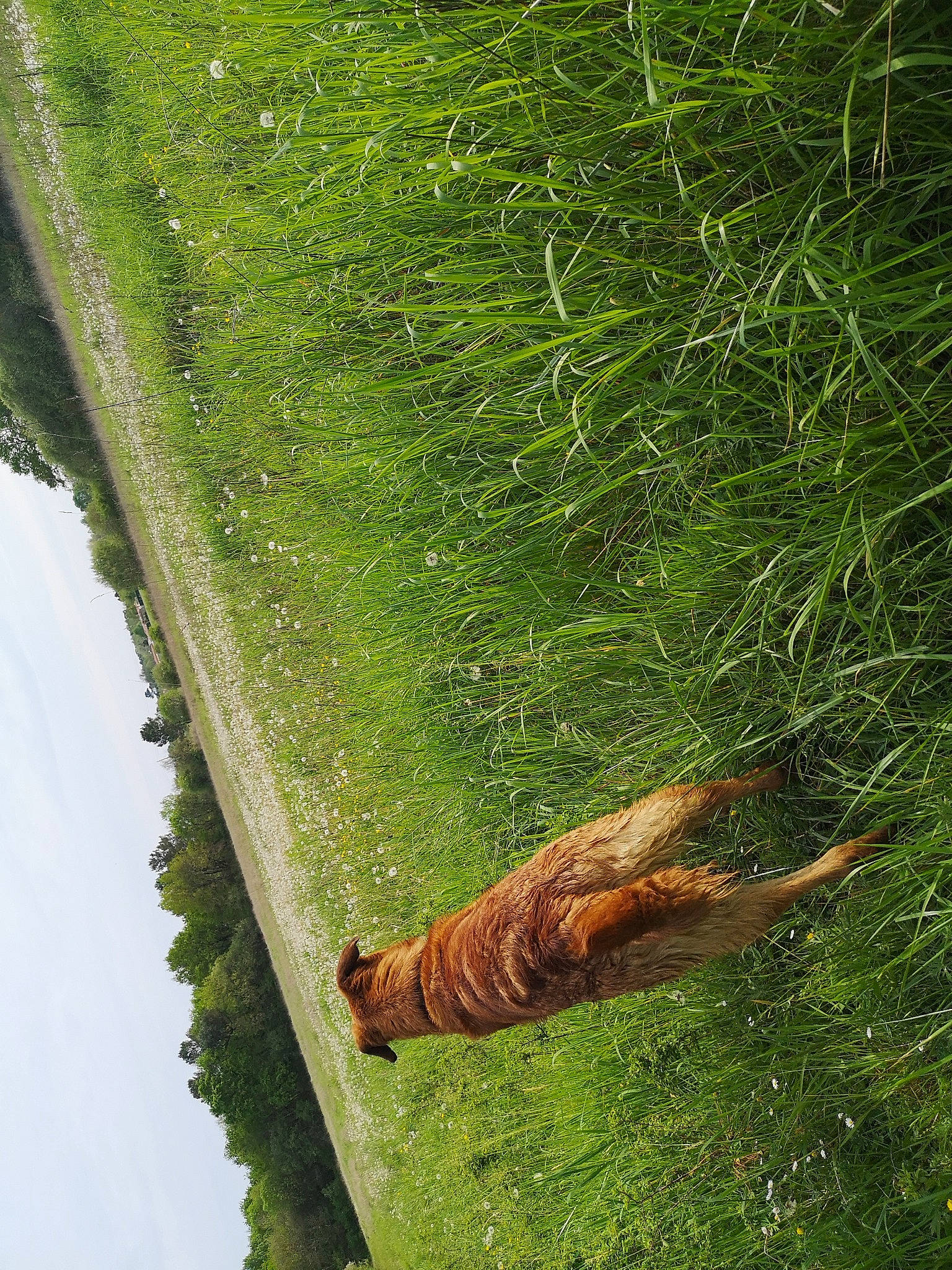 Marley participe au concours pour gagner de l'argent avec cette photo : adaptation, botany, grass, grass_family, green, leaf, organism, plant, plant_stem, trunk, water