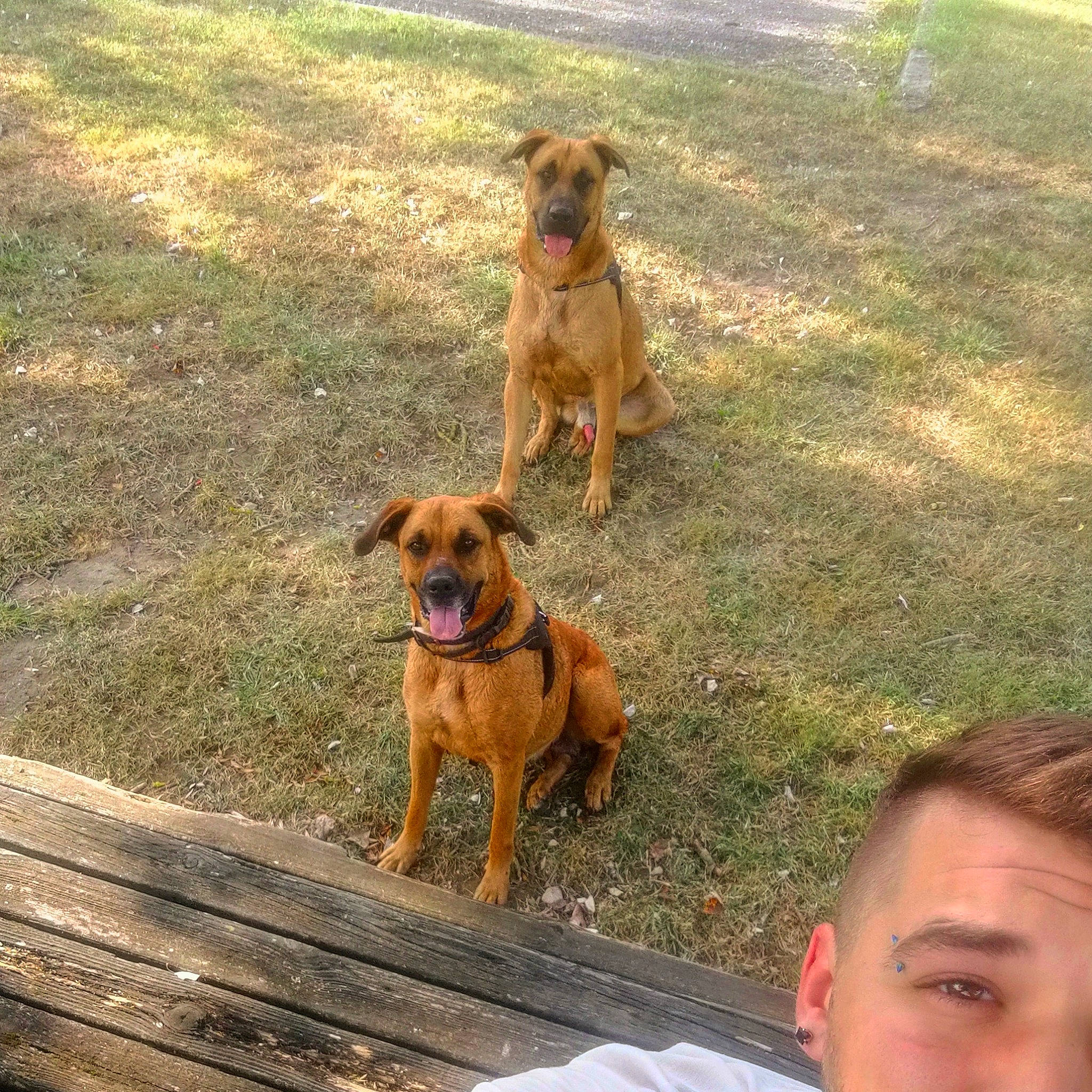 Julie participe au concours pour gagner de l'argent avec cette photo : black_mouth_cur, canidae, carnivore, dog, dog_breed, fawn, hound, mammal, rare_breed_dog, sporting_group, tosa, vertebrate, working_dog