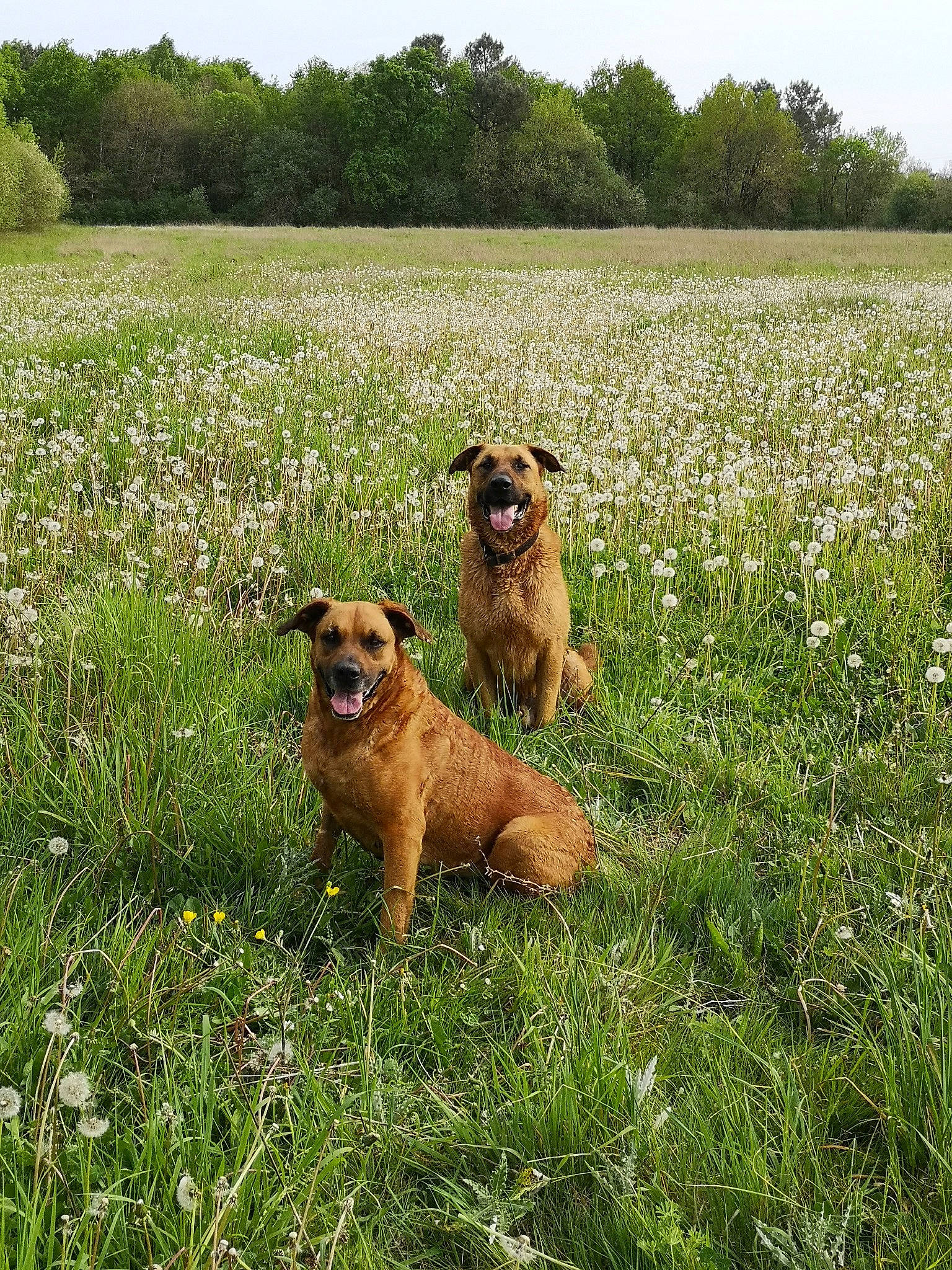 Julie a rejoint le concours — aidez-le/la à gagner de superbes lots ! basque_shepherd_dog, boerboel, canidae, carnivore, companion_dog, dog, dog_breed, fawn, grass, mammal, plant, sporting_group, styrian_coarse_haired_hound, vertebrate, wildflower