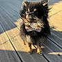 dog, bow_tie, fluffy, black_and_tan, pet, outdoor, wooden_deck, sunlight, fur, small_dog, canine, portrait, standing, adorable, animal, cute, companion, furry, looking_away, daylight