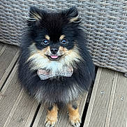Timba a rejoint le concours — aidez-le/la à gagner de superbes lots ! dog, pomeranian, small_dog, bow_tie, fluffy, black_and_tan, pet, outdoor, wooden_deck, cute, tongue_out, sitting, furry, animal, companion, adorable, domestic_animal, portrait, friendly, pet_accessory
