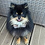 dog, pomeranian, small_dog, bow_tie, fluffy, black_and_tan, pet, outdoor, wooden_deck, cute, tongue_out, sitting, furry, animal, companion, adorable, domestic_animal, portrait, friendly, pet_accessory