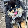 dog, pomeranian, bow_tie, fluffy, black, tan, tongue_out, happy, pet, animal, outdoor, wooden_deck, wicker_chair, fur, close_up, cute, small_dog, portrait, sitting, domestic_animal