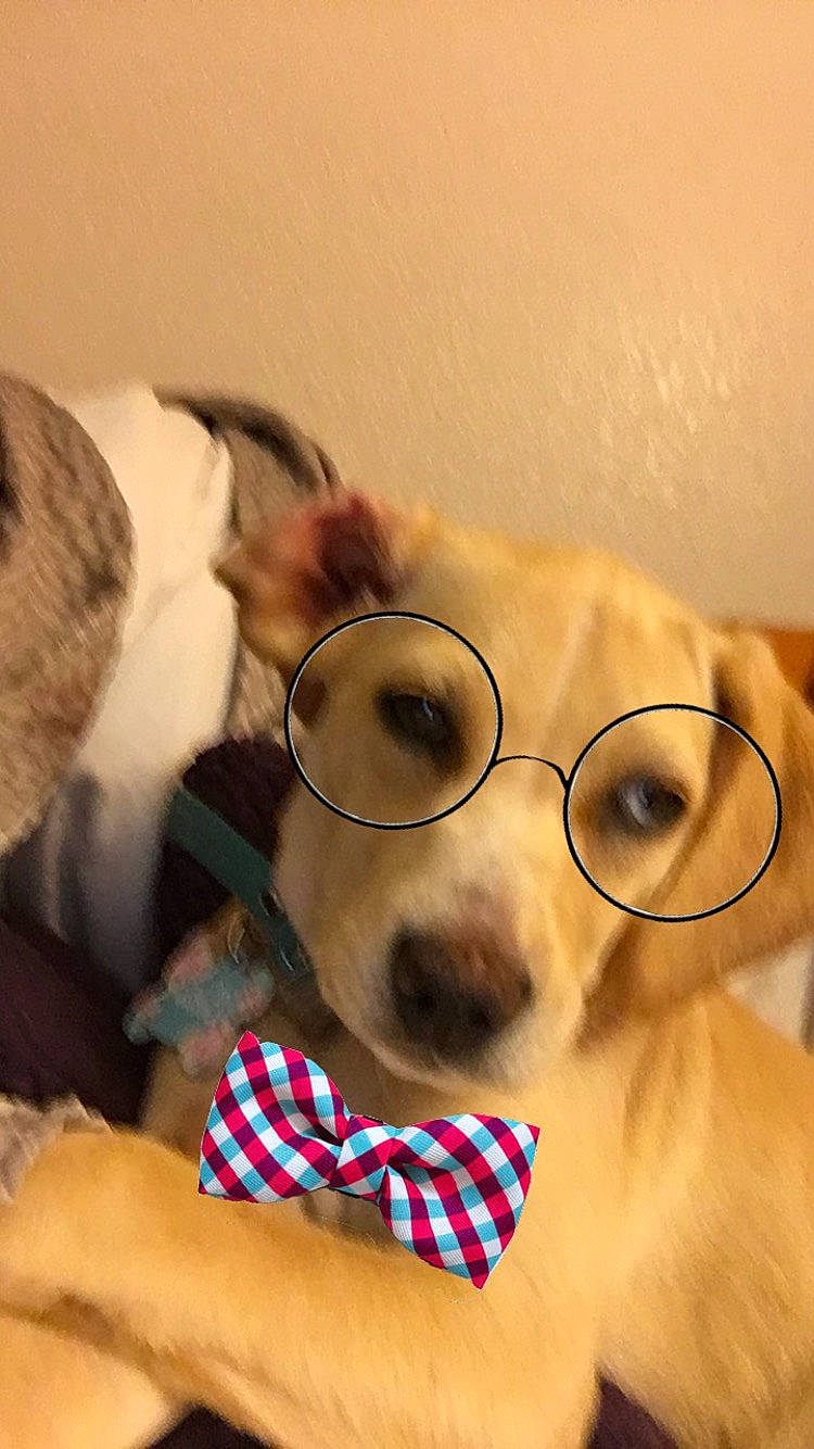 Bella is registered to the contest to win money with this photo: canidae, carnivore, companion_dog, dog, dog_breed, ear, eye, eyewear, fawn, fur, glasses, nose, puppy, puppy_love, snout, sporting_group, sunglasses, vision_care, whiskers