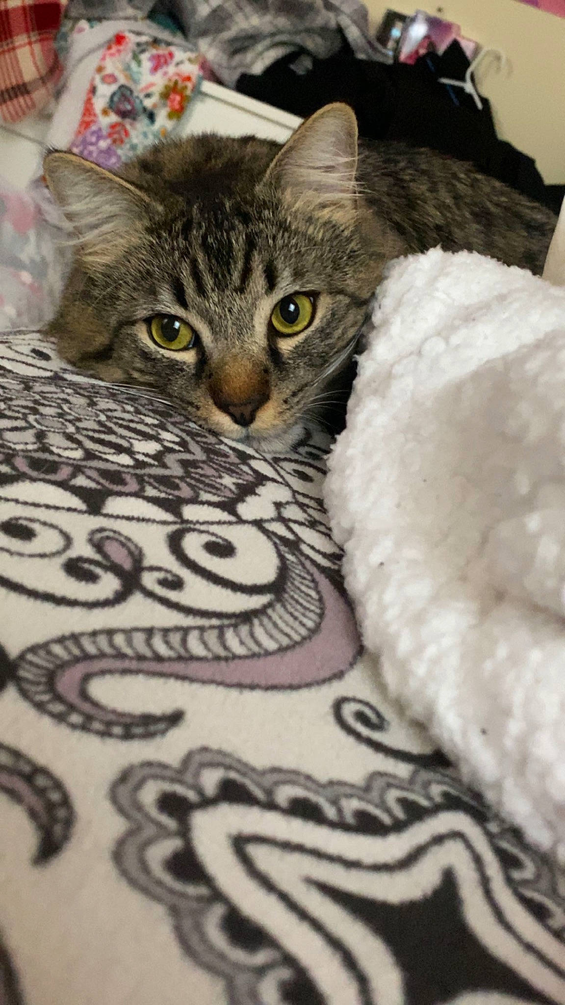 King Ralph joined the competition — help win amazing prizes! bed, carnivore, cat, cat_bed, comfort, couch, domestic_short_haired_cat, door, eye, felidae, flooring, fur, linens, pattern, paw, small_to_medium_sized_cats, snout, whiskers