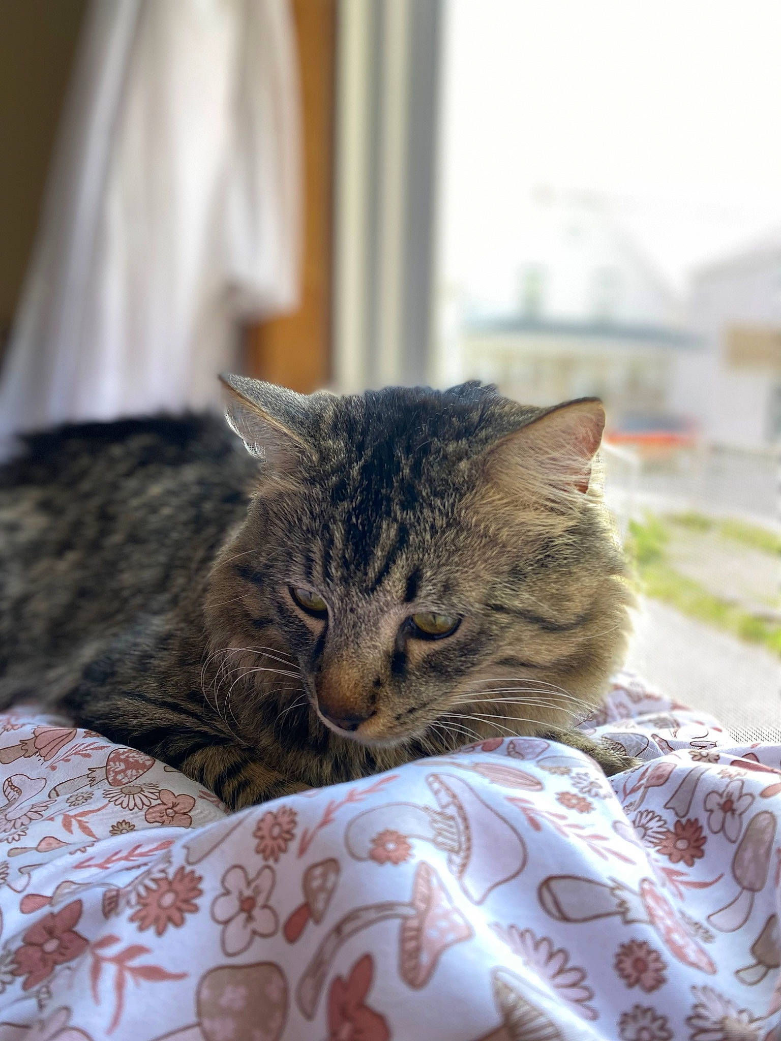 King Ralph joined the competition — help win amazing prizes! bedding, carnivore, cat, comfort, domestic_short_haired_cat, door, felidae, flooring, fur, linens, pattern, plant, small_to_medium_sized_cats, snout, terrestrial_animal, textile, tree, whiskers, window, wood