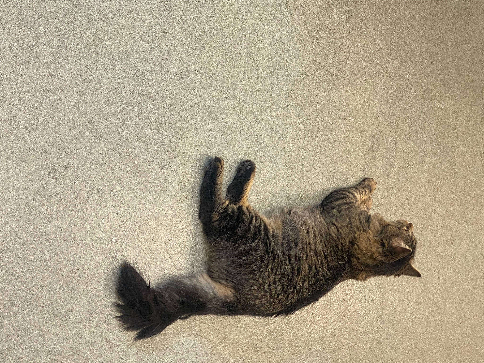 King Ralph is registered to the contest to win money with this photo: canidae, claw, dog_breed, fawn, felidae, foot, fur, gesture, grey, human_body, human_leg, paw, shadow, snout, soil, sporting_group, tail, terrestrial_animal, wildlife, wood