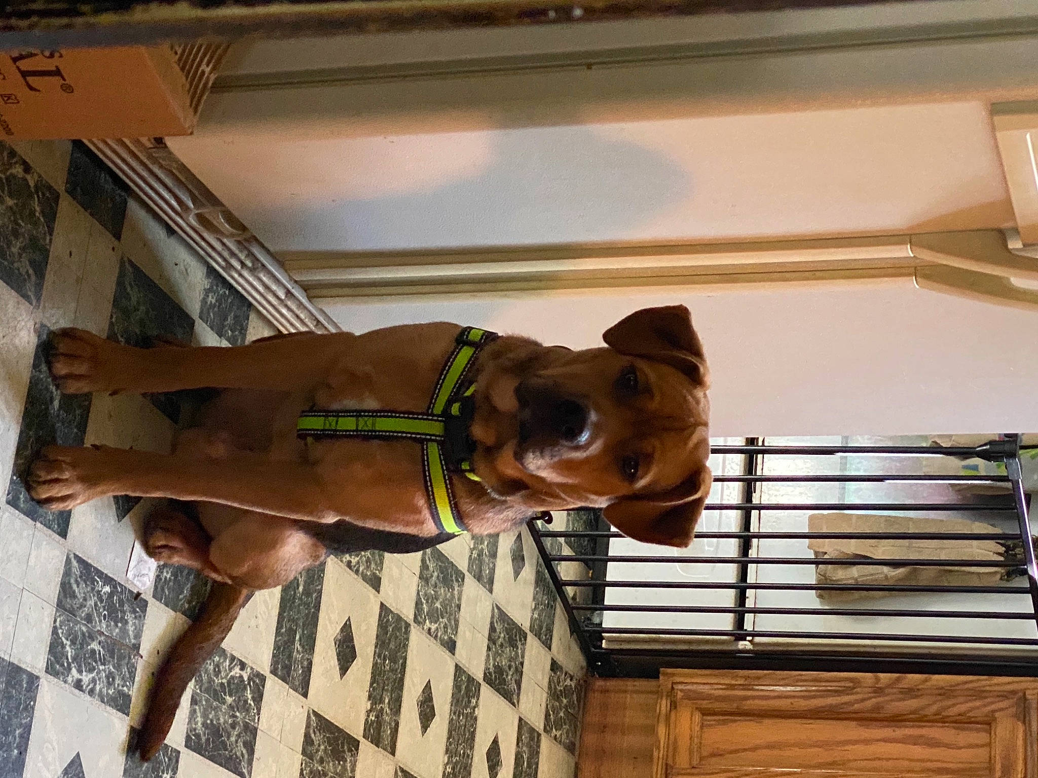 Buster is registered to the contest to win money with this photo: canidae, dog_breed, fawn, snout, sporting_group