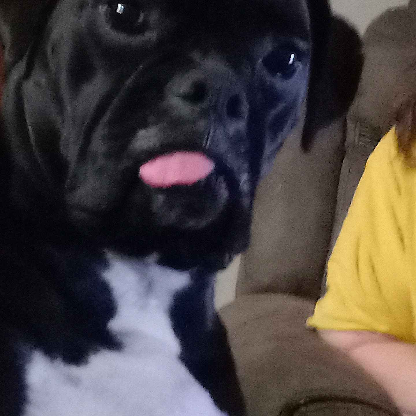 Sully Girl is registered to the contest to win money with this photo: animal, black_and_white, close_up, companion, couch, curious, cute, dog, domestic, ears, expression, face, fur, indoor, living_room, person, pet, seated, tongue_out, yellow_shirt