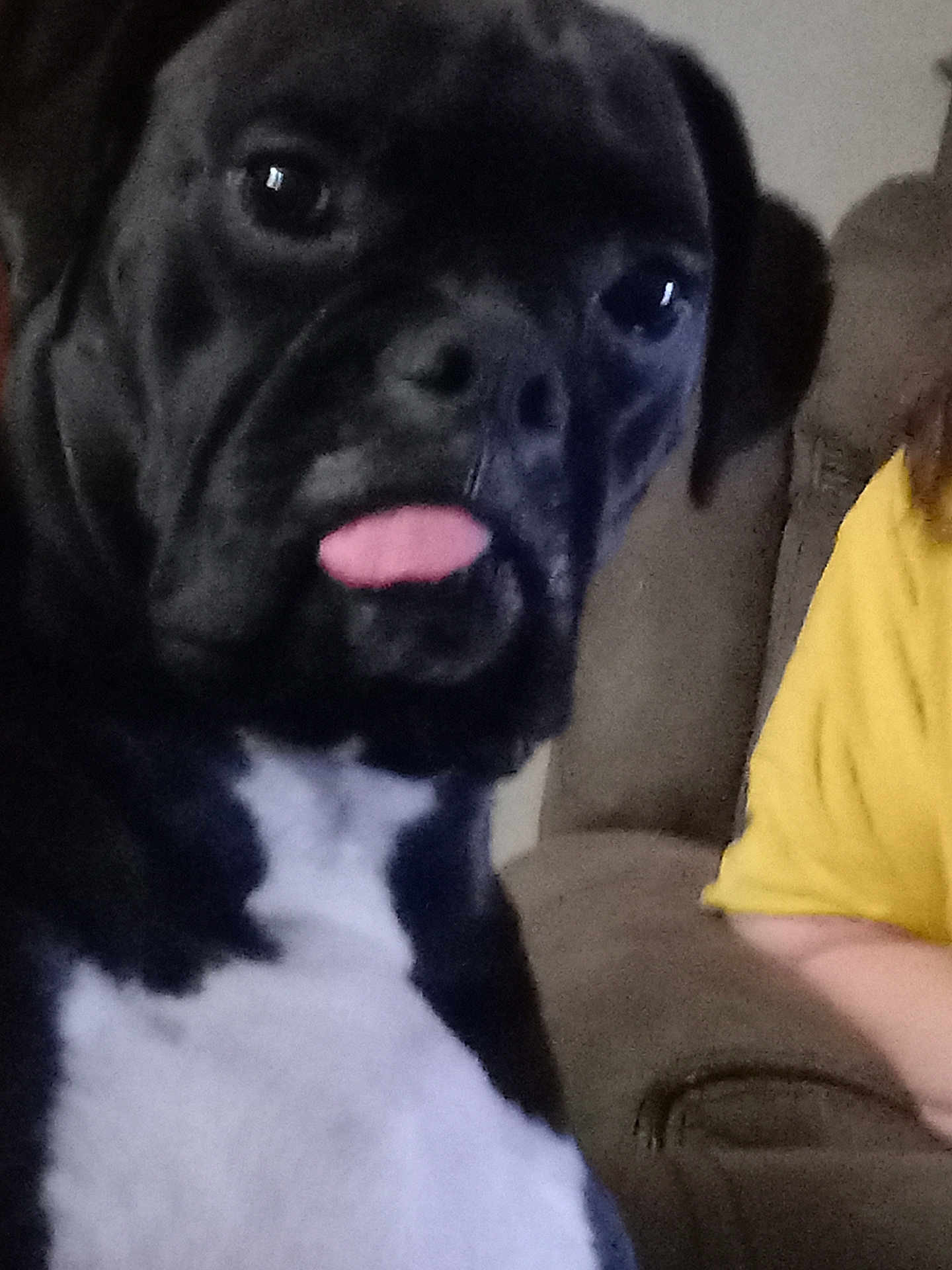 Sully Girl is registered to the contest to win money with this photo: animal, black_and_white, close_up, companion, couch, curious, cute, dog, domestic, ears, expression, face, fur, indoor, living_room, person, pet, seated, tongue_out, yellow_shirt